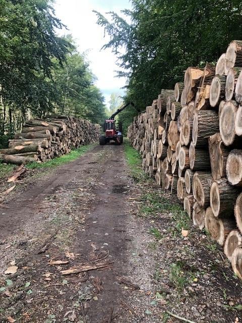 Openhaardhout/brandhout/kachelhout boomstammen