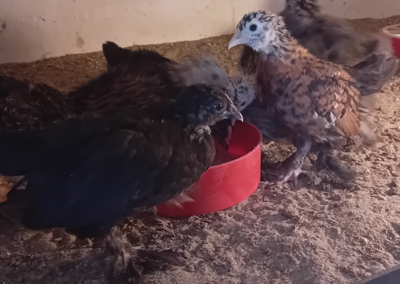 Jonge sabelpootkriel hennetjes