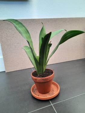 Sansevieria - binnenplant