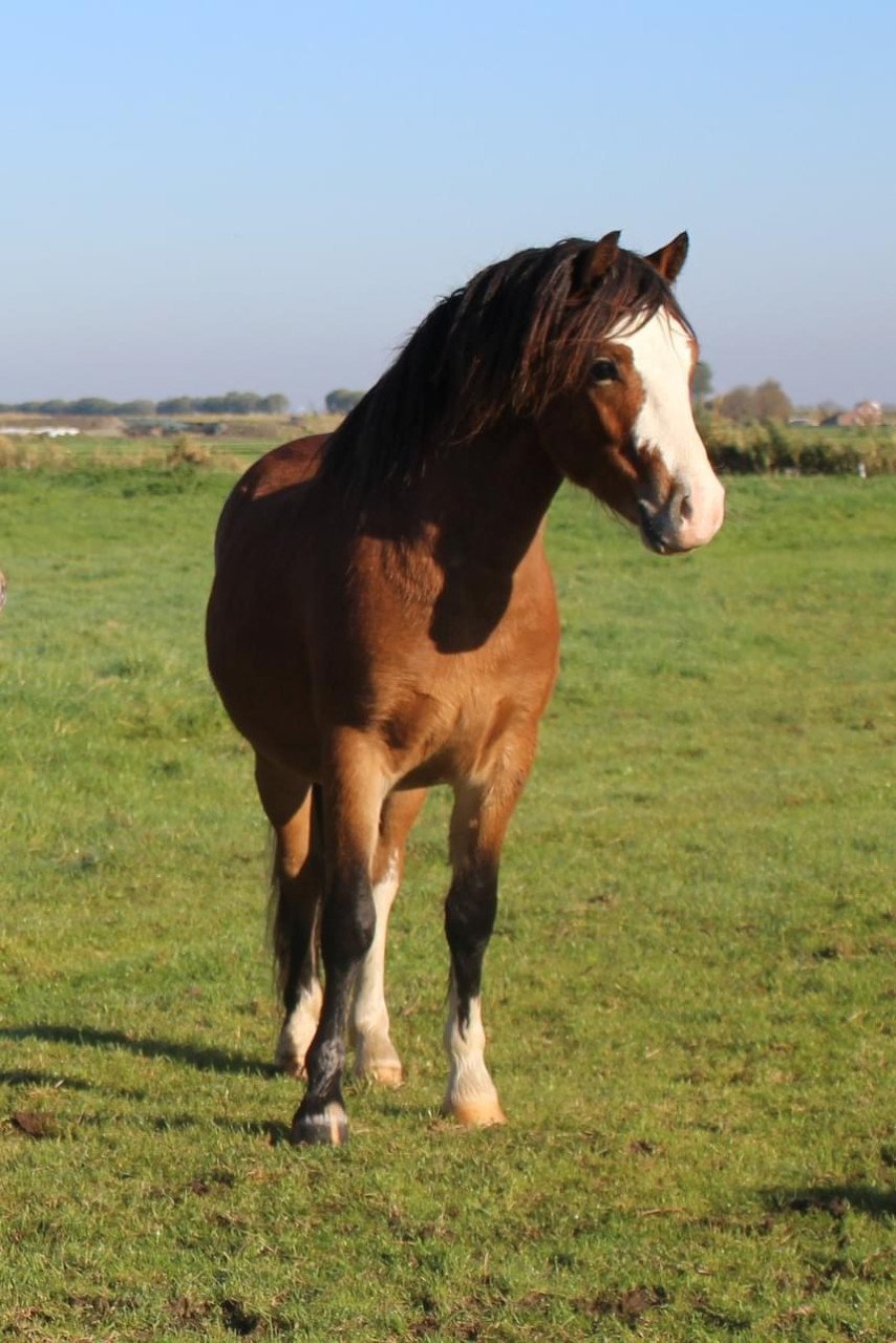 Staat ter dekking Welsh A hengst NWPCS