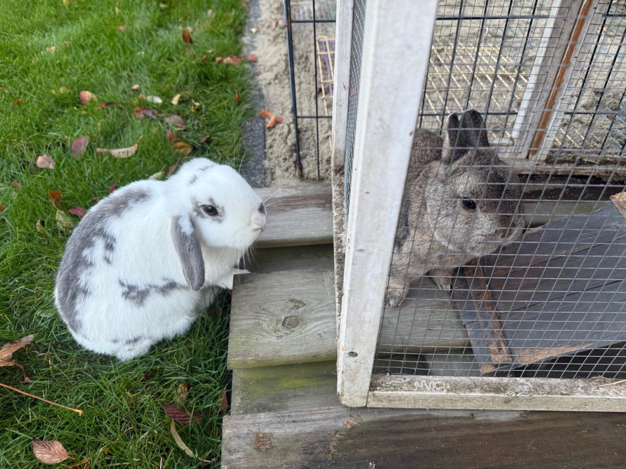 2 vrouwtjes konijnen