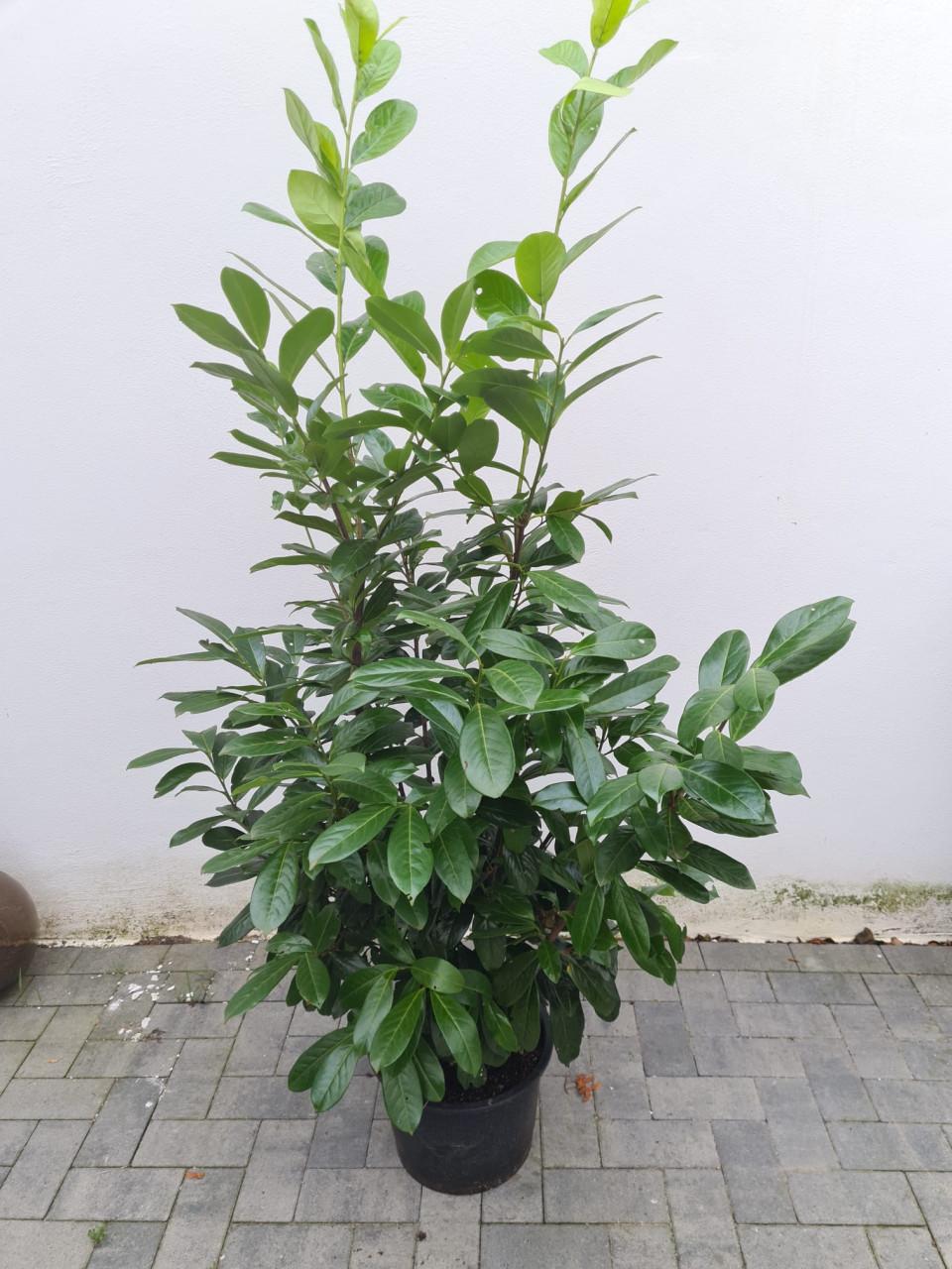 Laurierhaag-Prunus Novita 140-160 cm slechts 2 per m1 nodig