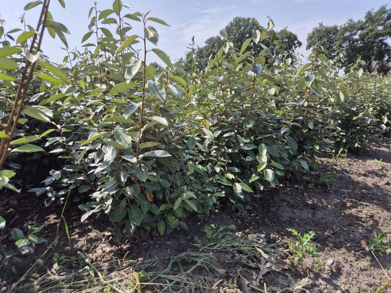 Olijfwilg haagplanten in alle soorten en maten