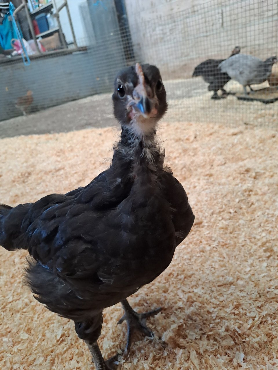 Lieve haantjes zoeken goed huisje