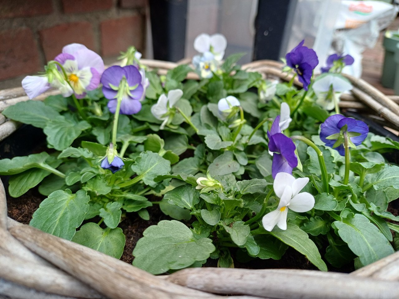 Breng wat KLEUR aan in je HERFSTTUIN! MAND gevuld met VIOLEN
