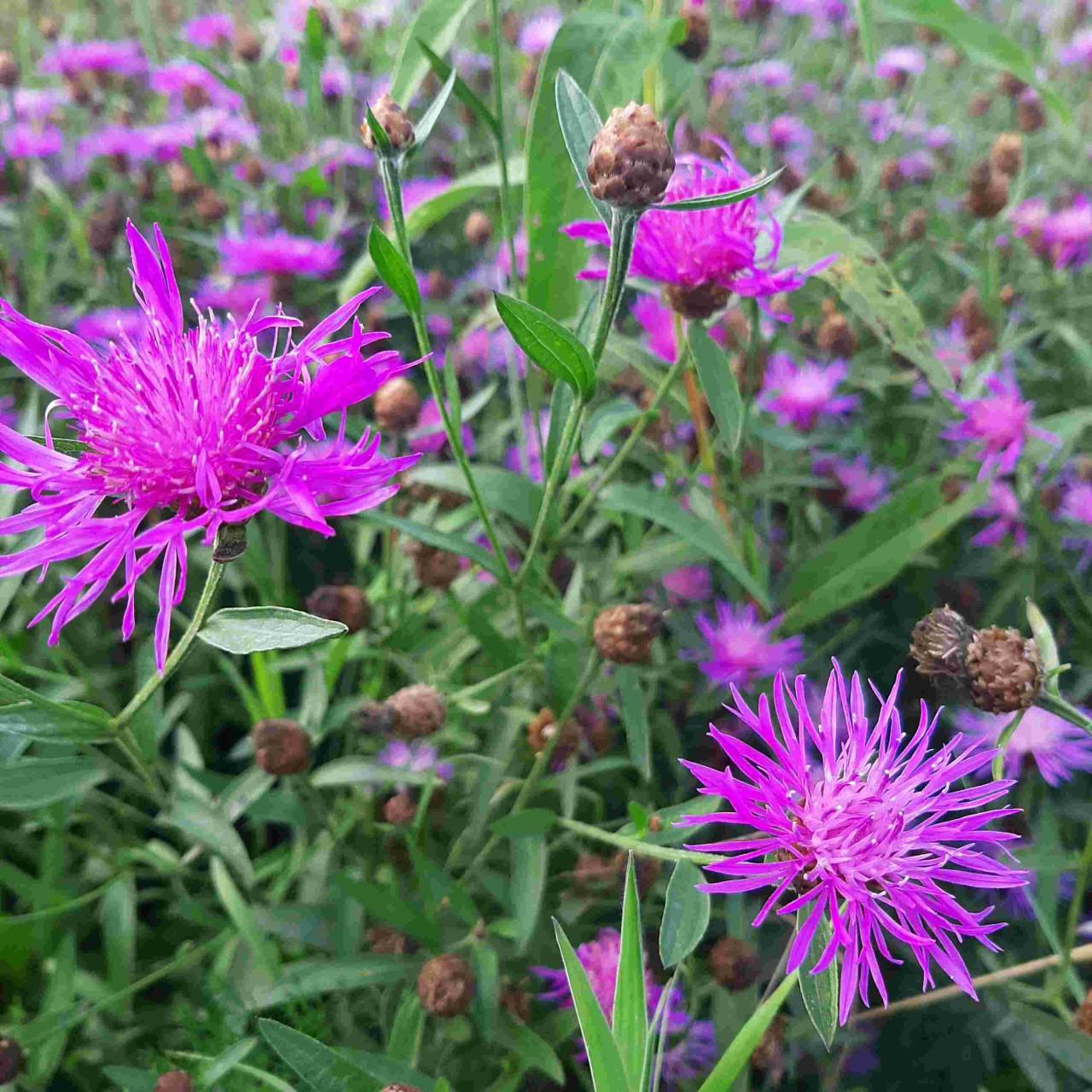 Zaden Gewoon Knoopkruid - Centaurea Jacea BIO