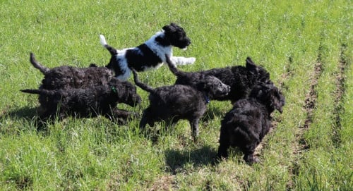 Labradoodle pups beschikbaar