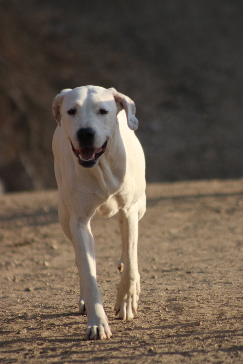 Alora Dog Rescue: Lieve Jess zoekt een baasje