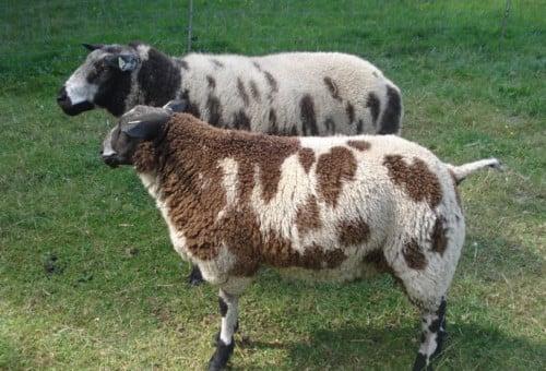 Schaap schapen dekram ram nu ophalen mogelijk
