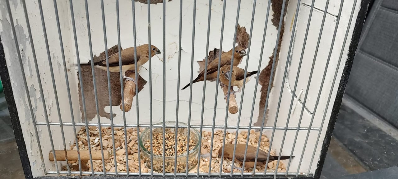 4x jonge zilverbekjes