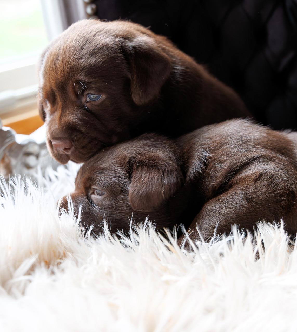 Chocolade Bruine Labrador Pups