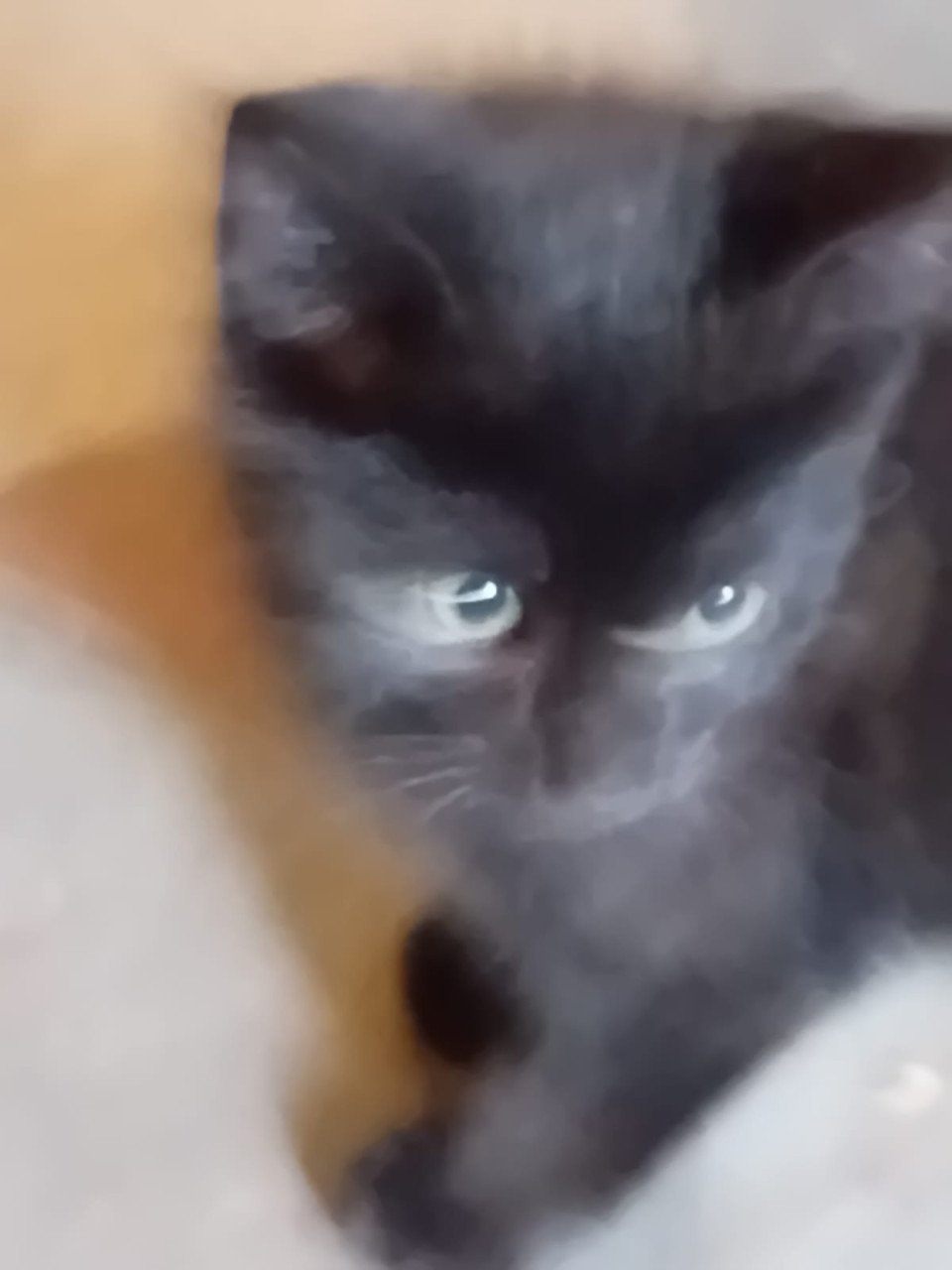 KITTENS