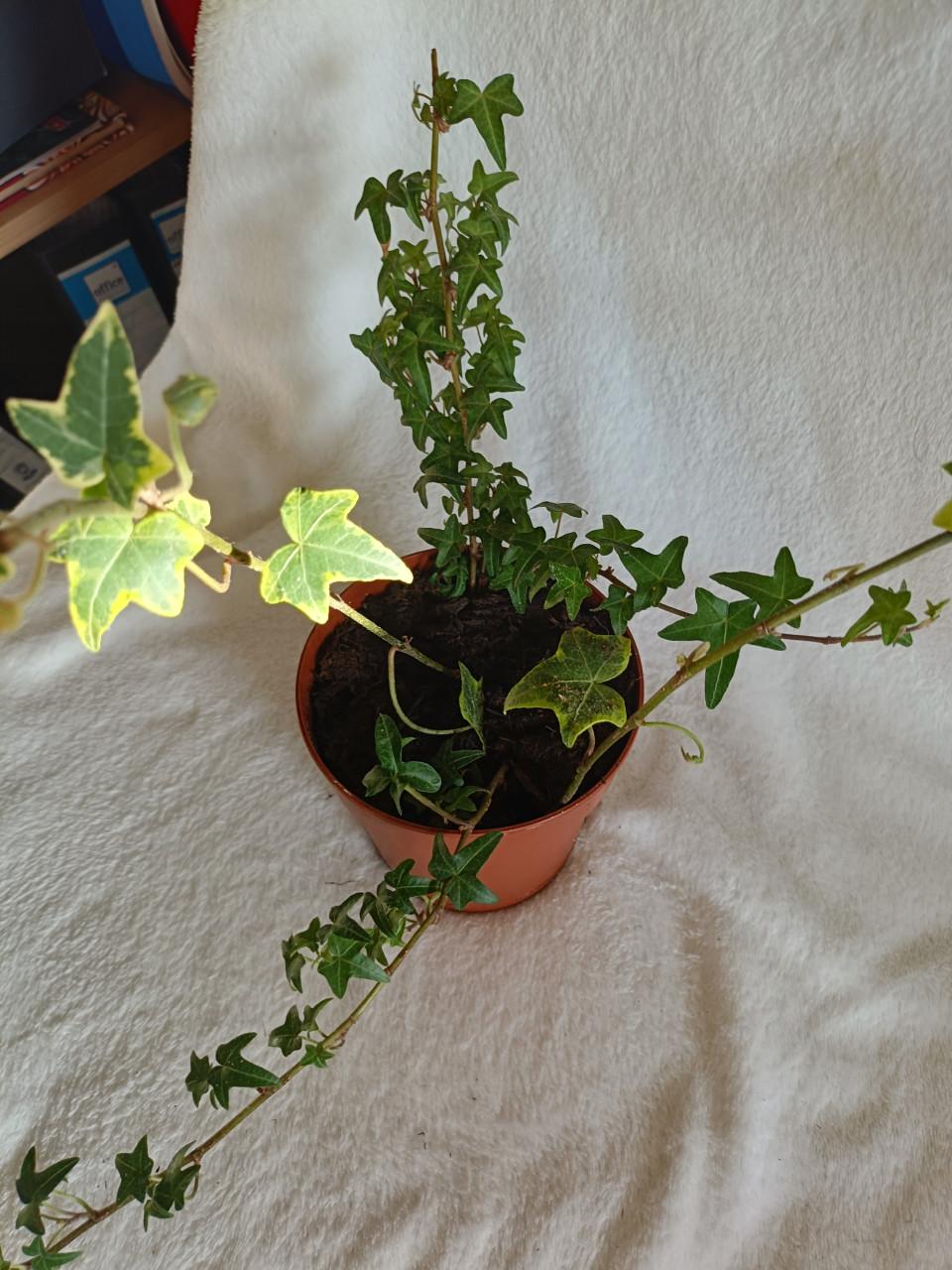 Jonge graslelie en jonge hedra groen bont