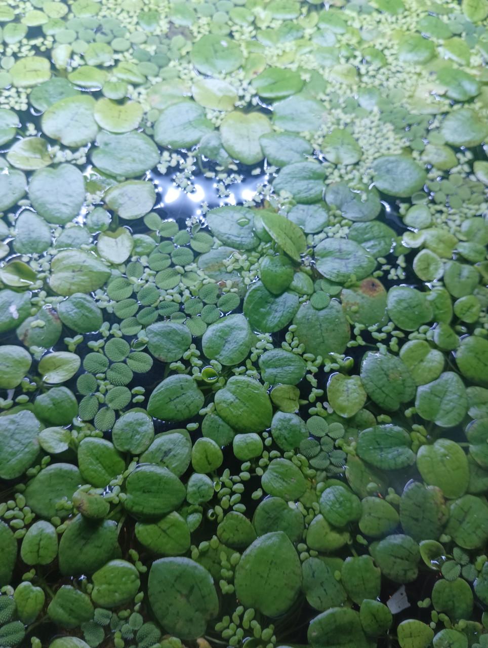 Grote portie gemengde drijfplanten