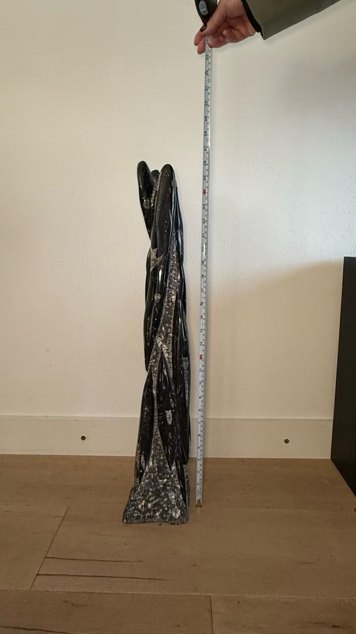 Orthoceras - fossiel van pijlstaartinvissen