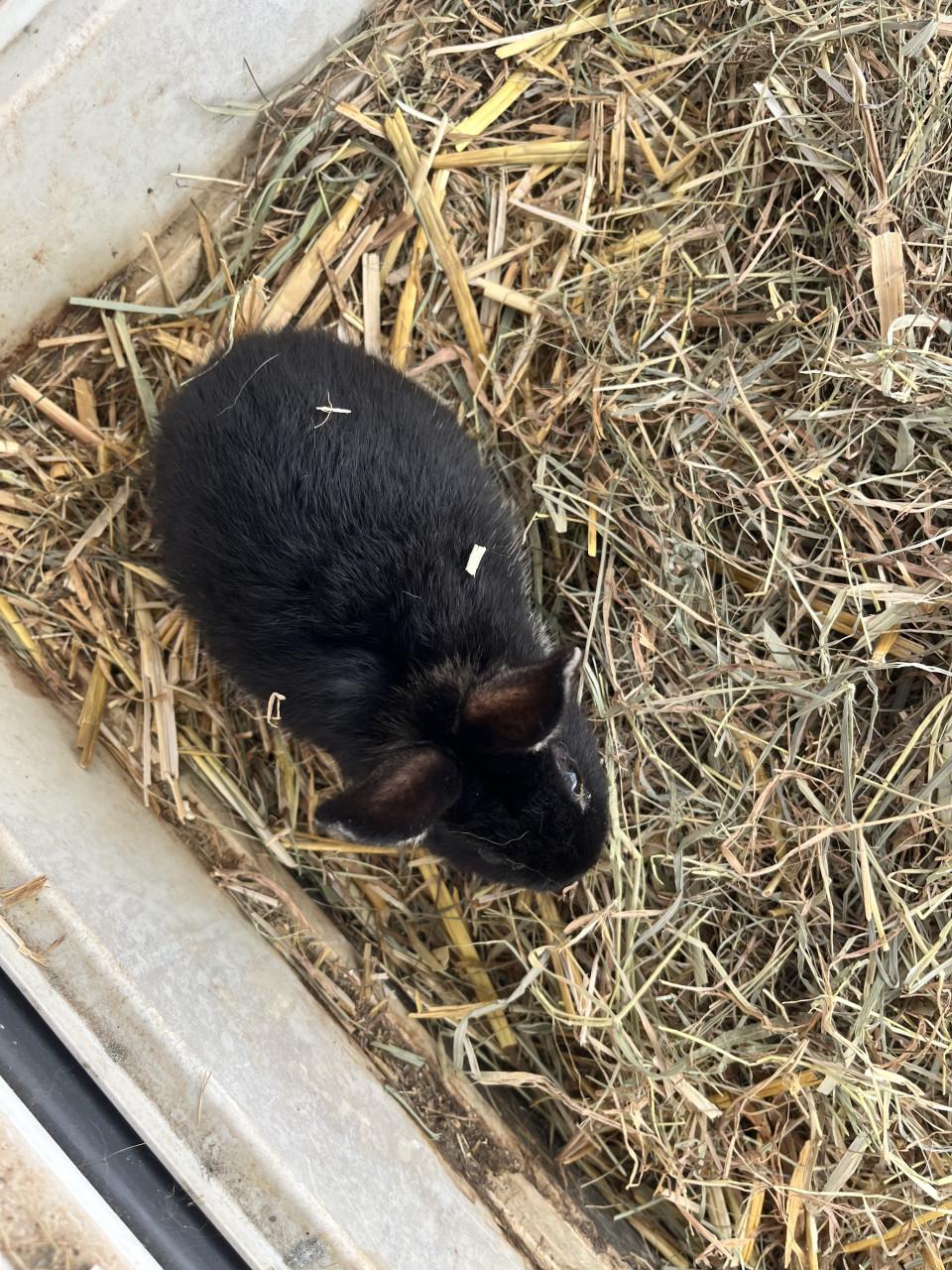 Konijnhok plus konijn