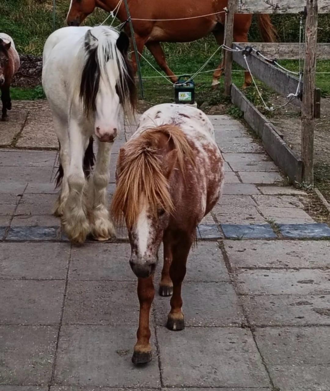 Appaloosa shetlander