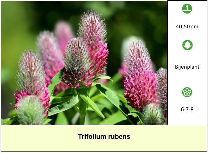 Opzoek naar sterke tuinplanten, veilig voor vlinders en bijen!  €1,25 p/st.