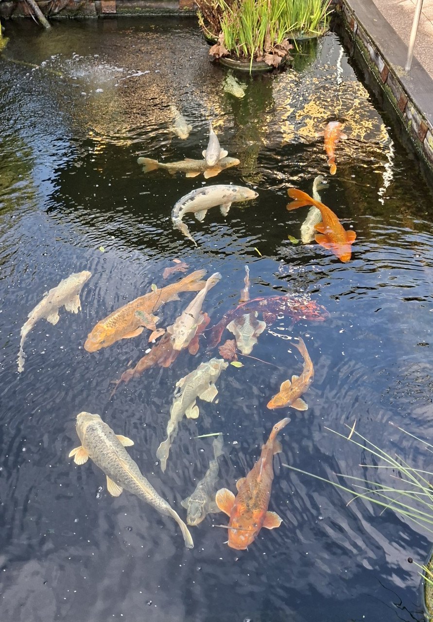 Gratis vissen en vijverartikelen