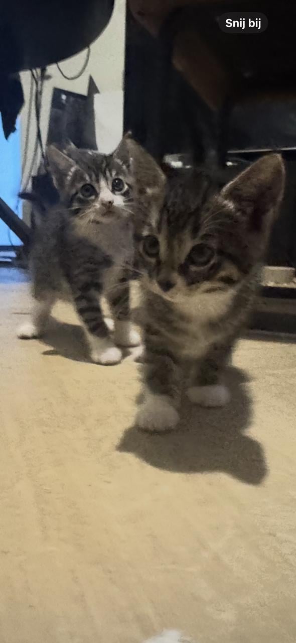 Kittens tekoop