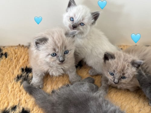 Ragdoll x Nebelung kittens