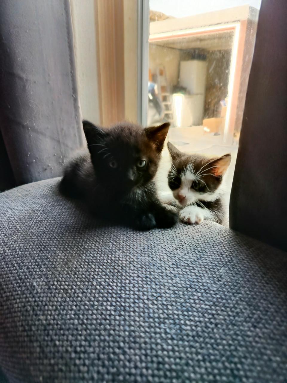 Kittens