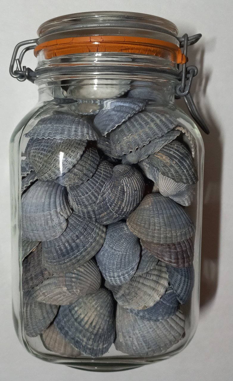 Schelpen in glas
