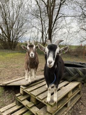 2 gecastreerde bokken