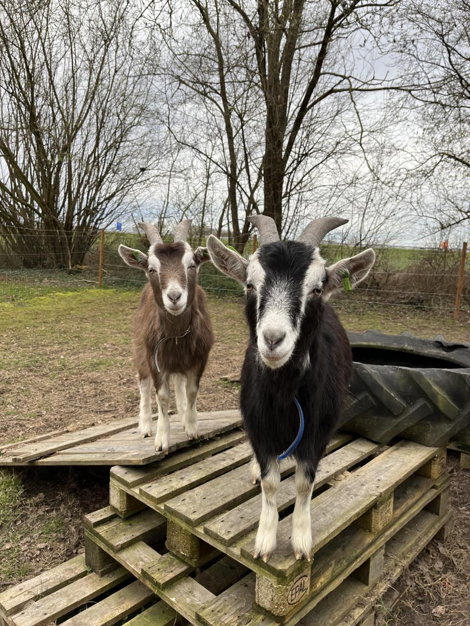 2 gecastreerde bokken