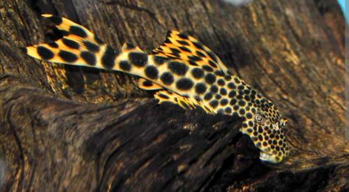 Mooie L075 pleco
