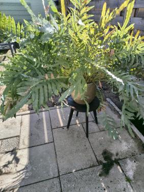 Kamerplant met pot en tafeltje