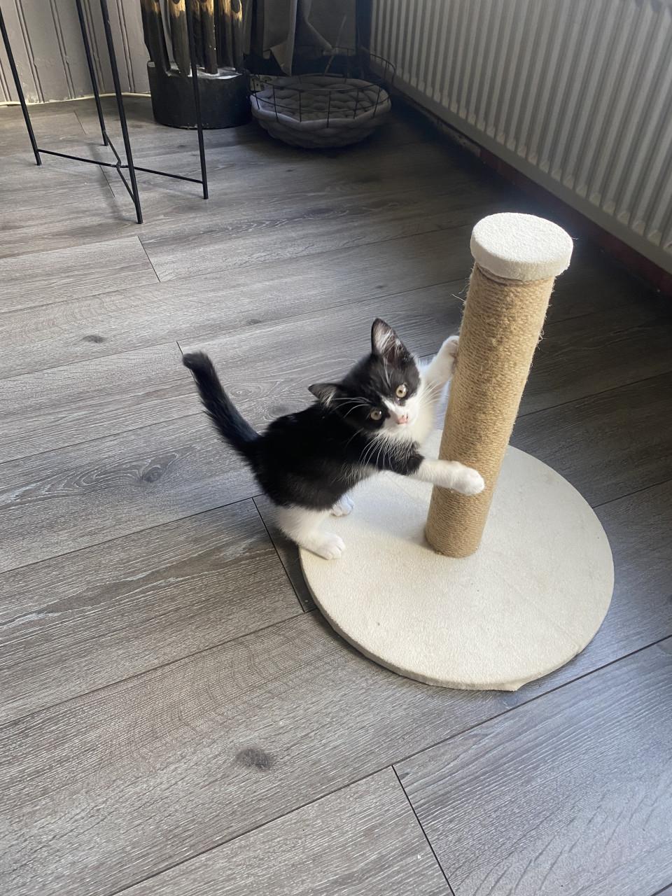 Kitten 12 weken oud