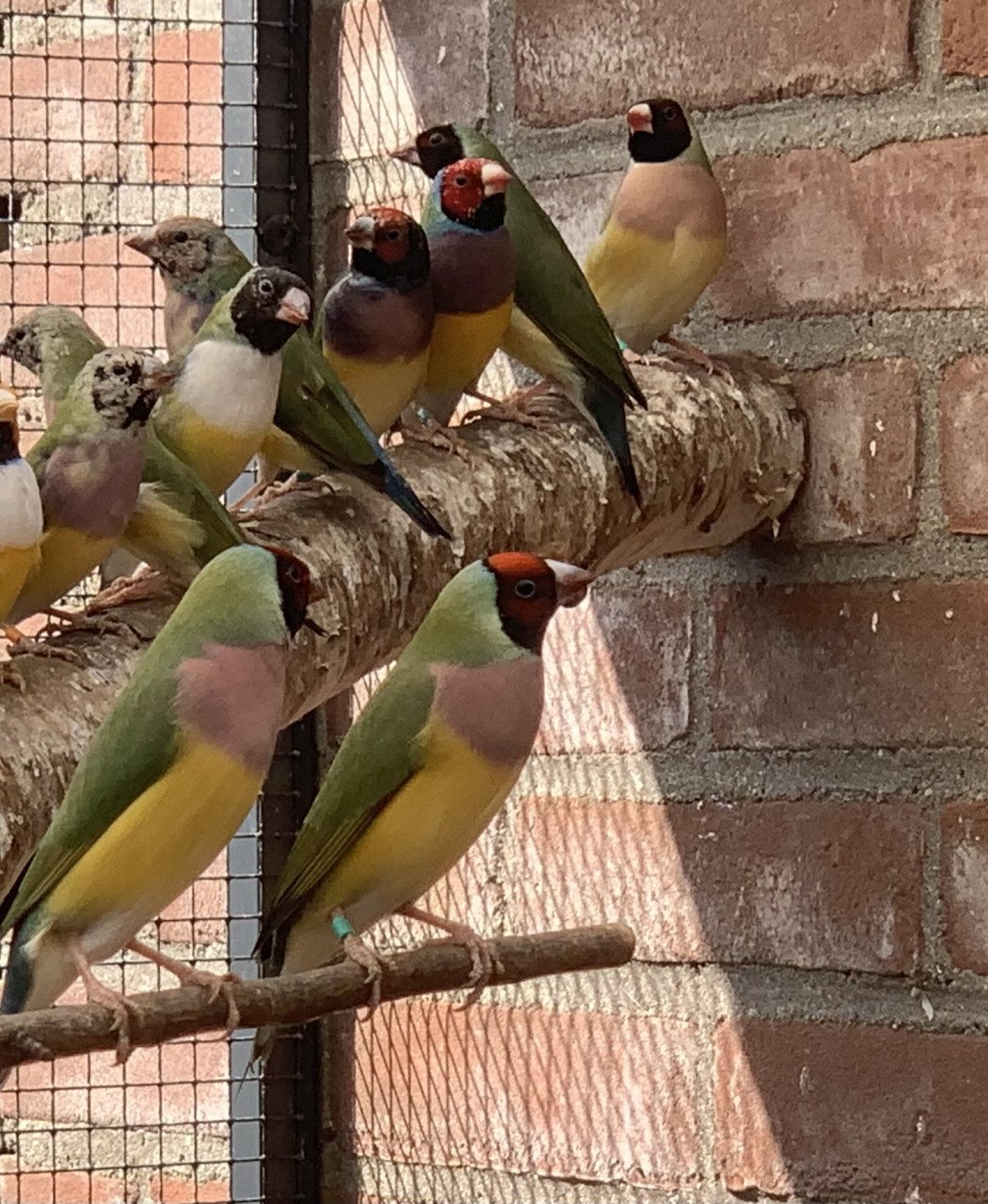 Gouldamadines (uit buitenvoliere)