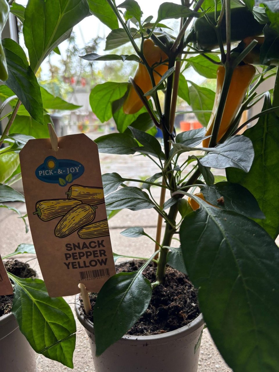 Snoepgroenten+pepers div soorten €12,50
