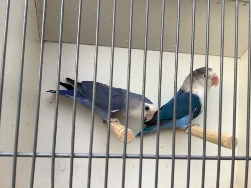 Koppel Agapornis Fischeri, blauw