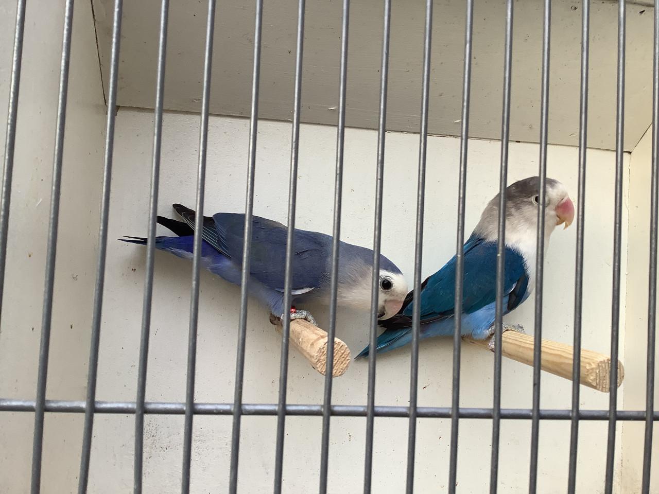 Koppel Agapornis Fischeri, blauw