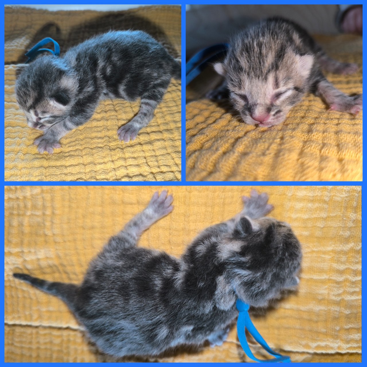 4 mooie katers beschikbaar
