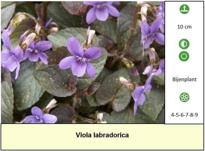 Bijen,- vlinderplanten en siergrassen in ons kraampje voor: € 1,25 p/st.