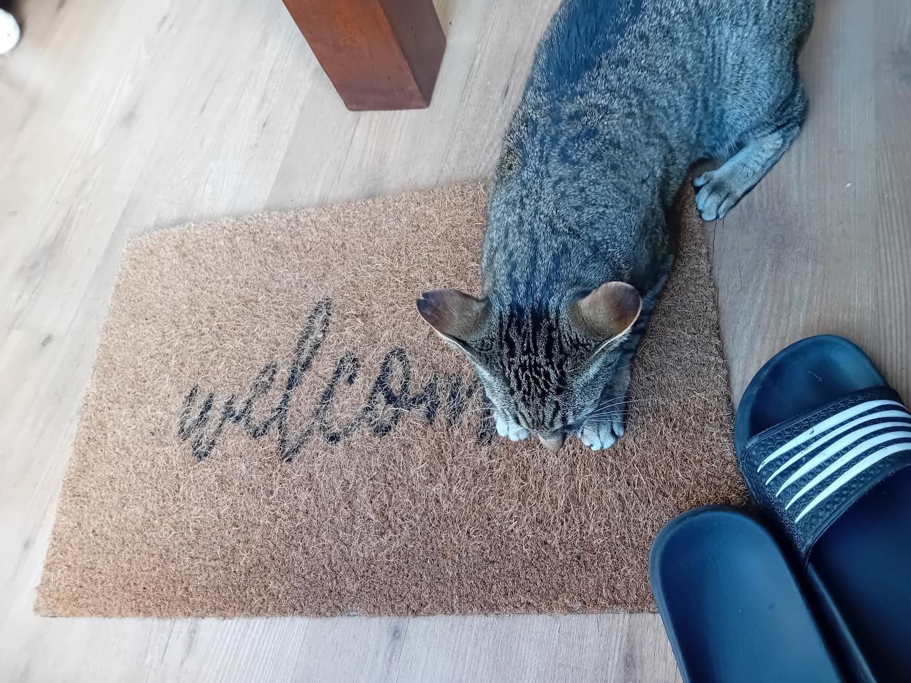 Vermist: poes Trudie
