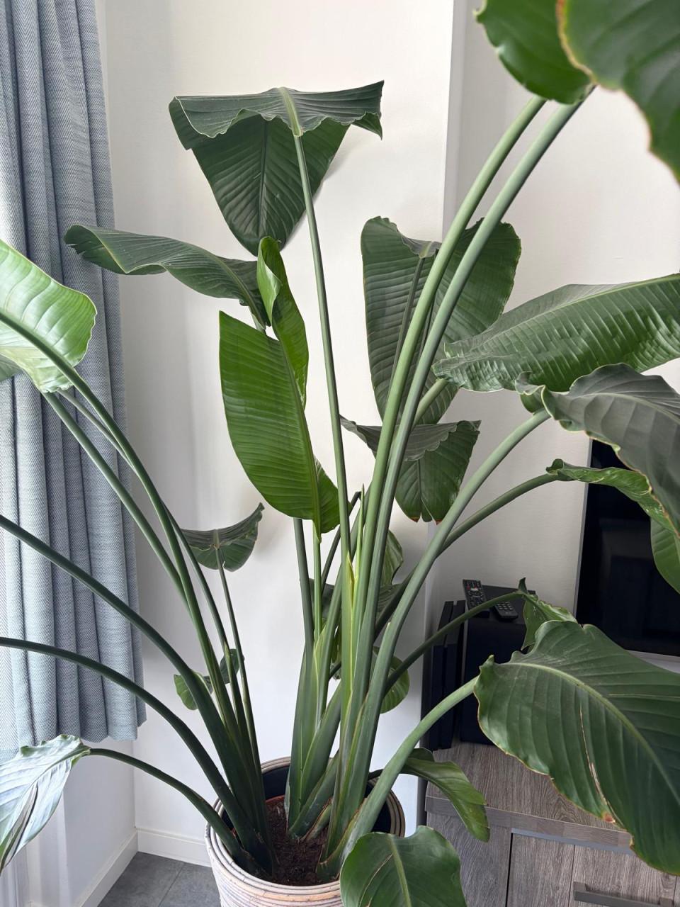 Strelitzia Nicolai (groot)