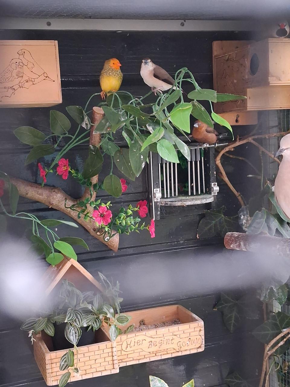 Vogels