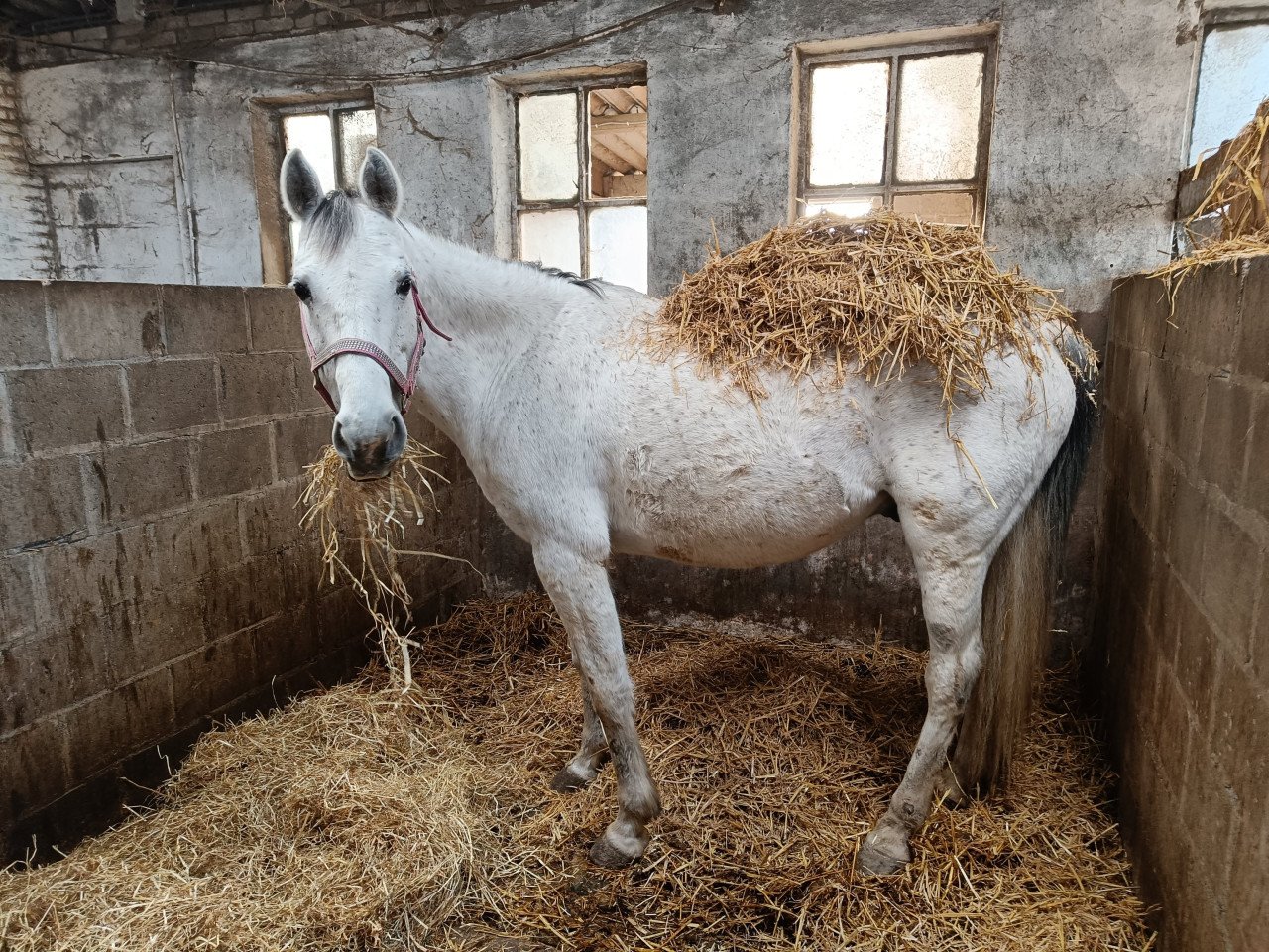 Pony