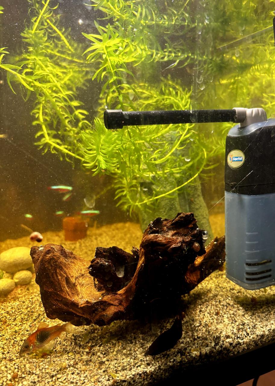 Aquarium inclusief vissen en alle toebehoren