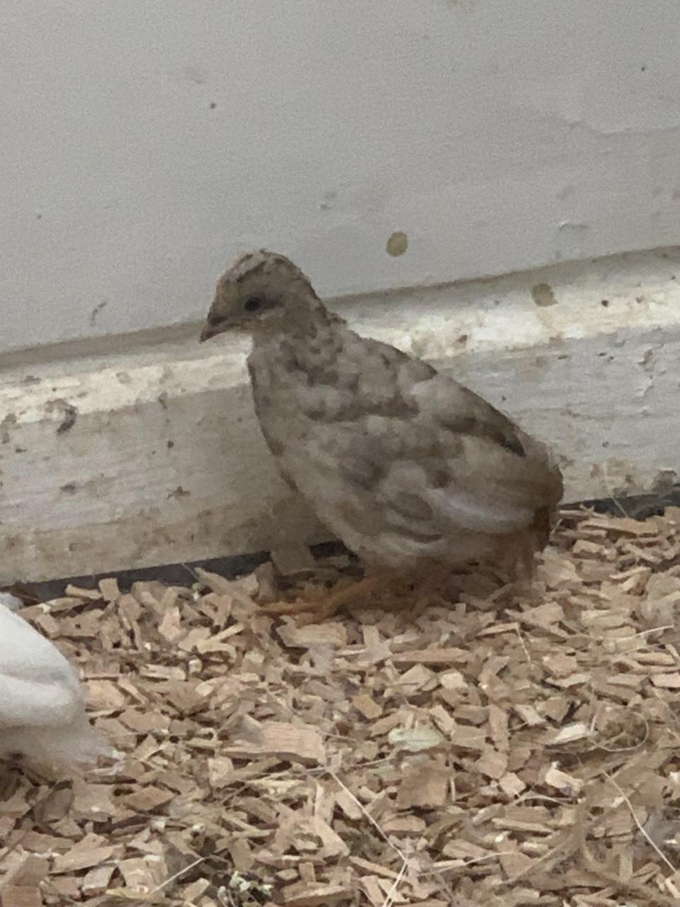 Jonge Dwerg kwartels