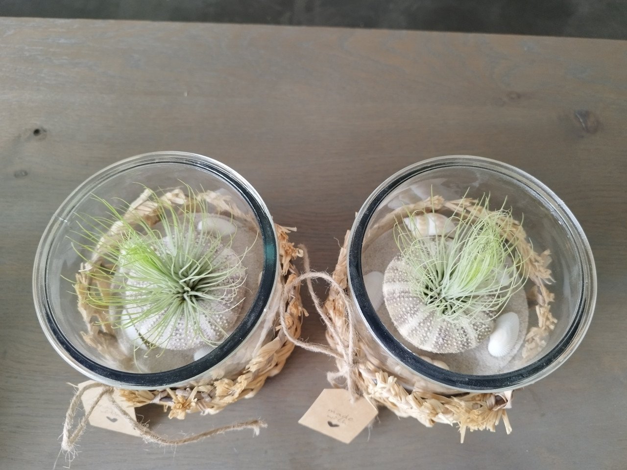 Tillandsia in pot met zeeëgel