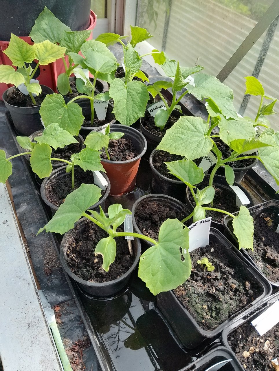 Bloemkool-Tomaten-Augurkenplantjes