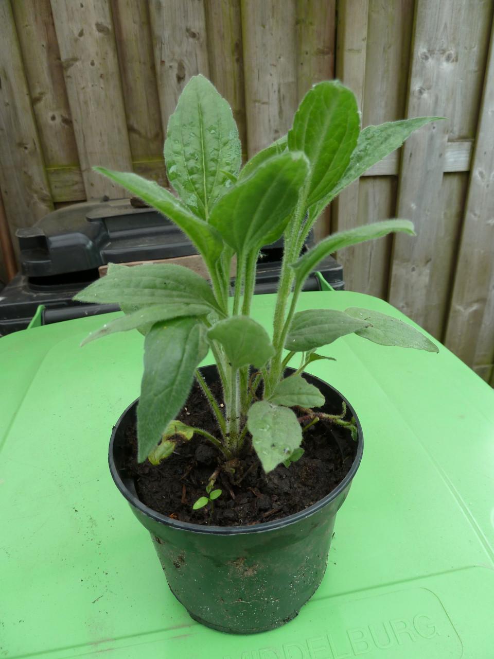 ZONNEHOED--PURPUREA MAGNUS