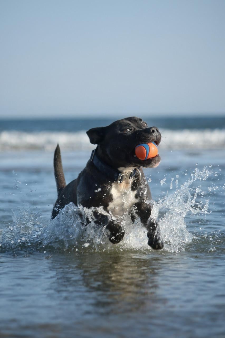 Dieren fotoshoot