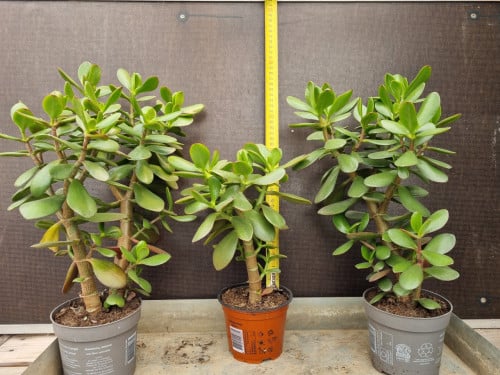 Vetplant