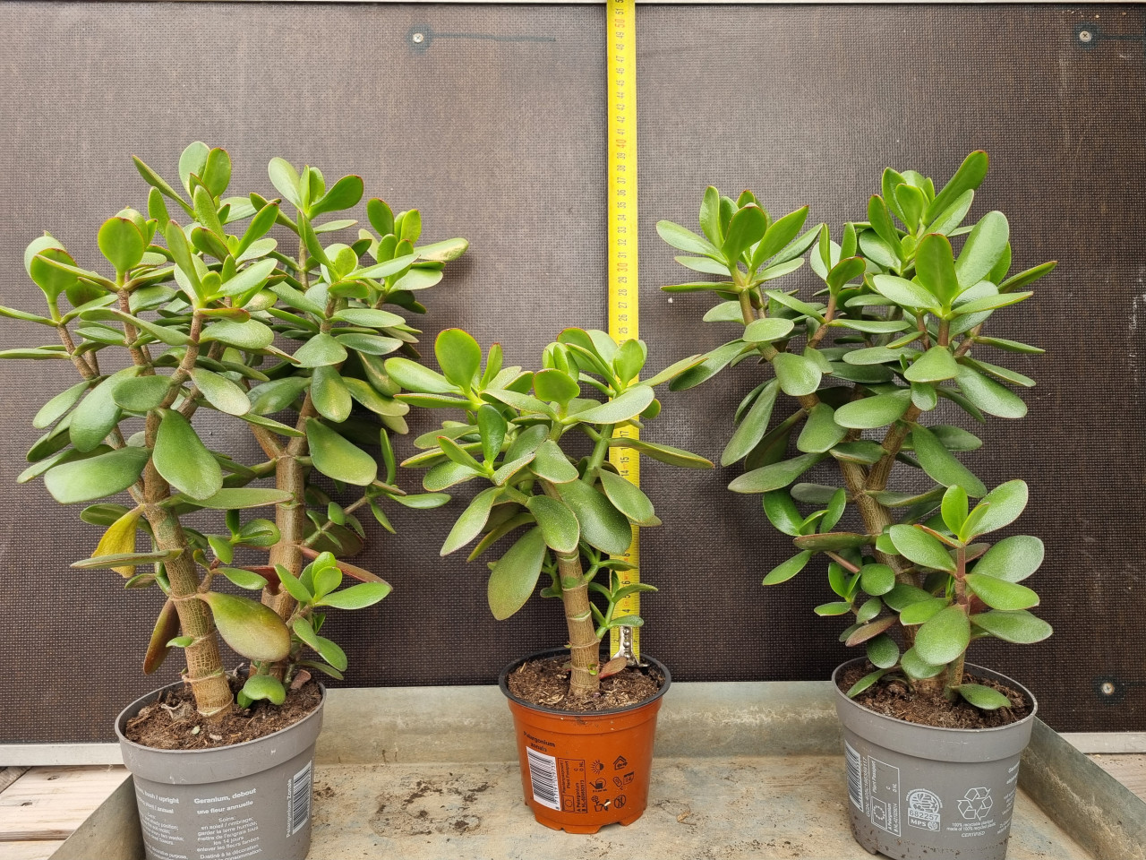 Vetplant